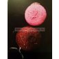 Carp Dream-Limited Carp Genes 20mm