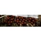 Catfish Boilies Blood Liver 30mm (harcsa boji vér-máj)