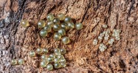 Rubber Beads (gumi gyöngy-8-as)